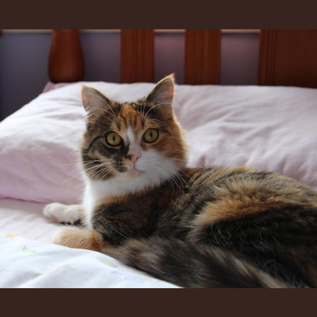 Photo of Sienna