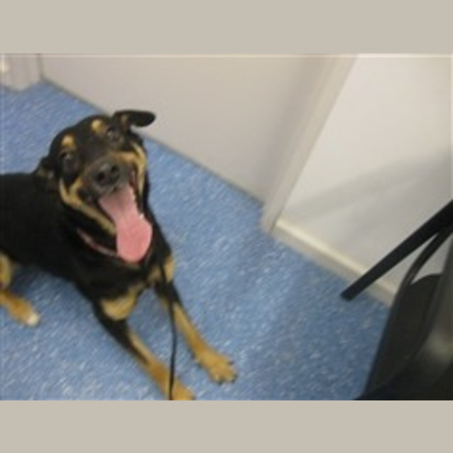 Photo of Foster Or Adopt  Happy Lady Gorgous Girl