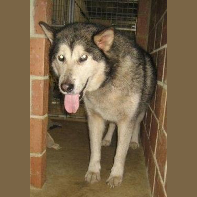 Photo of Keno (D2159)