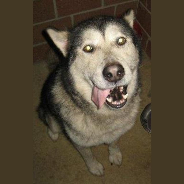 Photo of Keno (D2159)