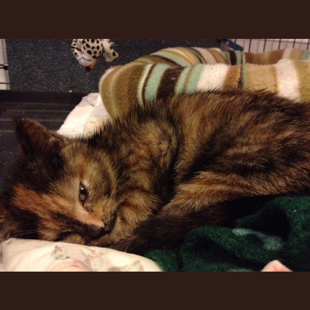 Photo of Jaffa Id 7999
