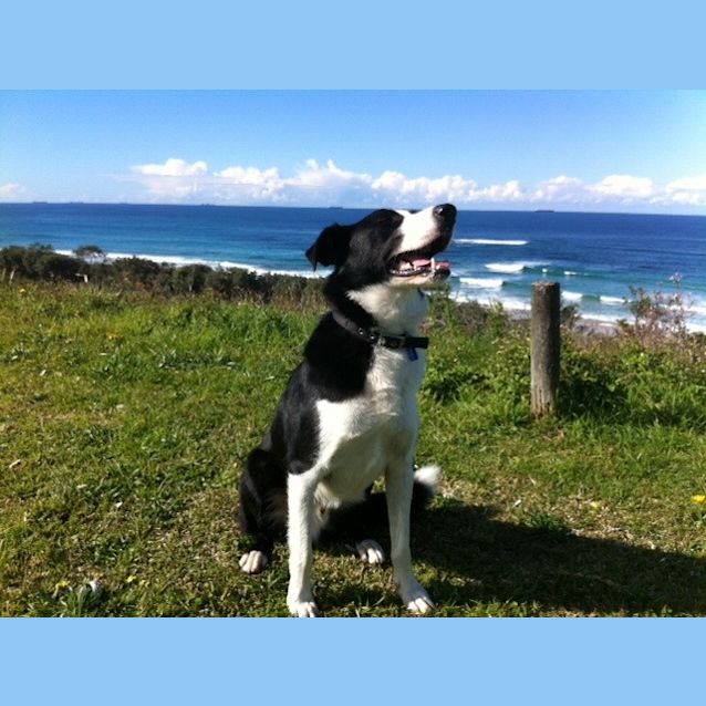 Photo of Scooby (On Trial)