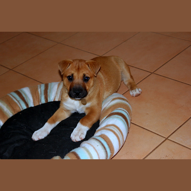 Photo of Lola (Hd173)