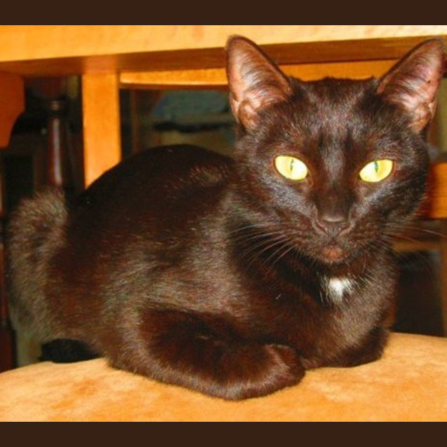 Photo of Coco