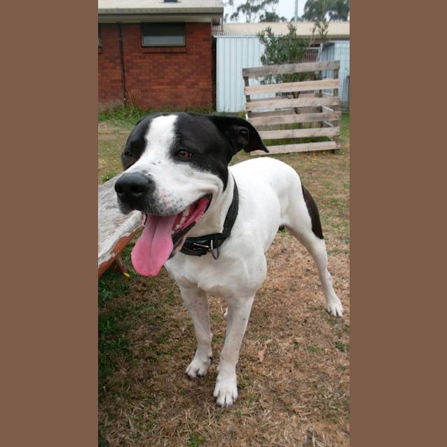 Photo of Rufus