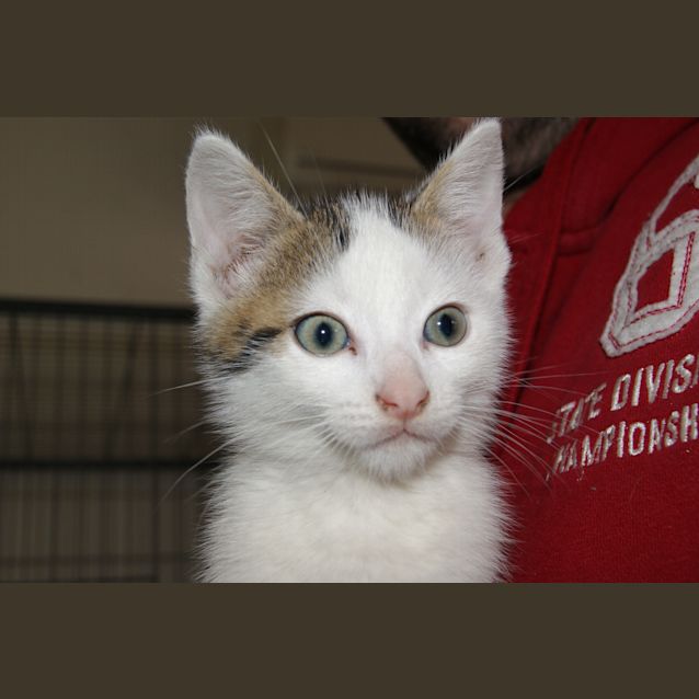 Photo of Billy (Adoption Pending)