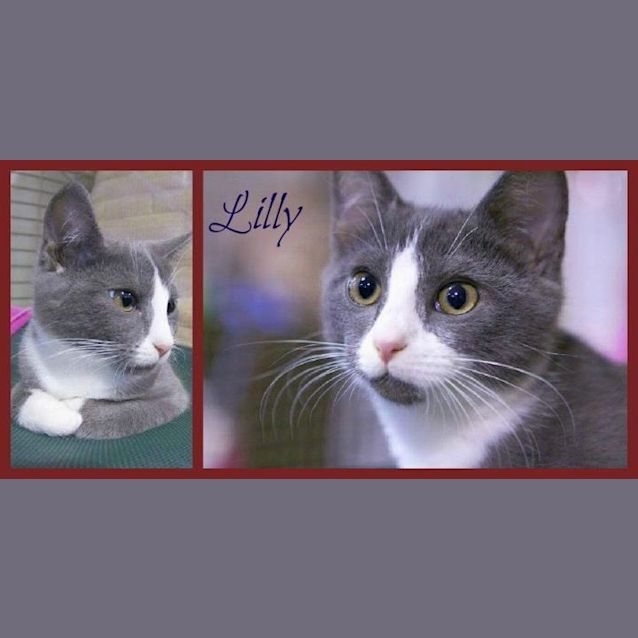 Photo of Lily