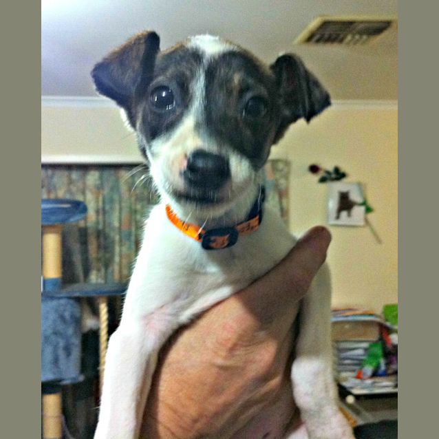 Photo of Deedee   On Trial In Her New Home!