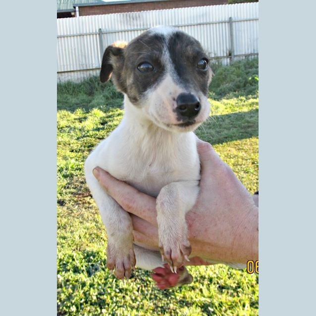 Photo of Deedee   On Trial In Her New Home!