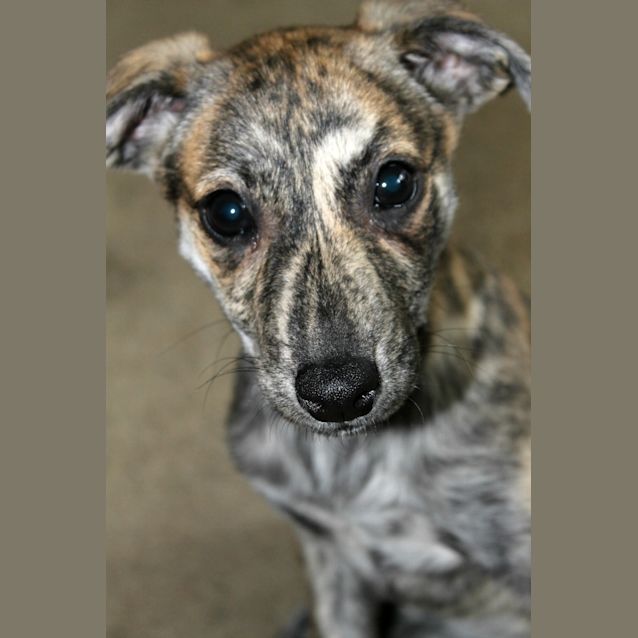 Photo of Dori   On Trial In Her New Home!