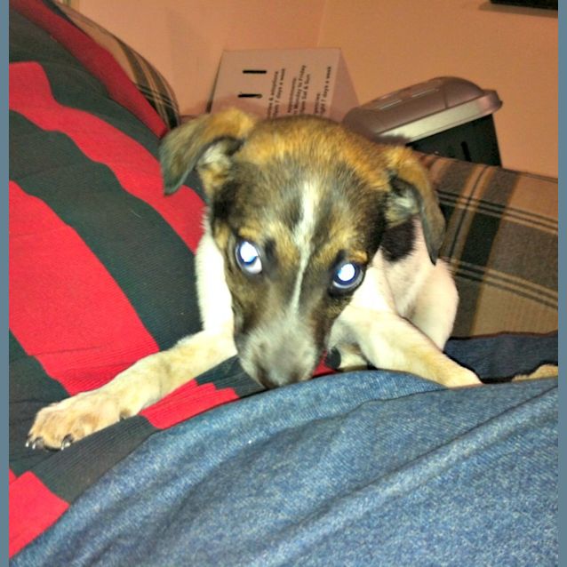 Photo of Daisy   On Trial In Her New Home!