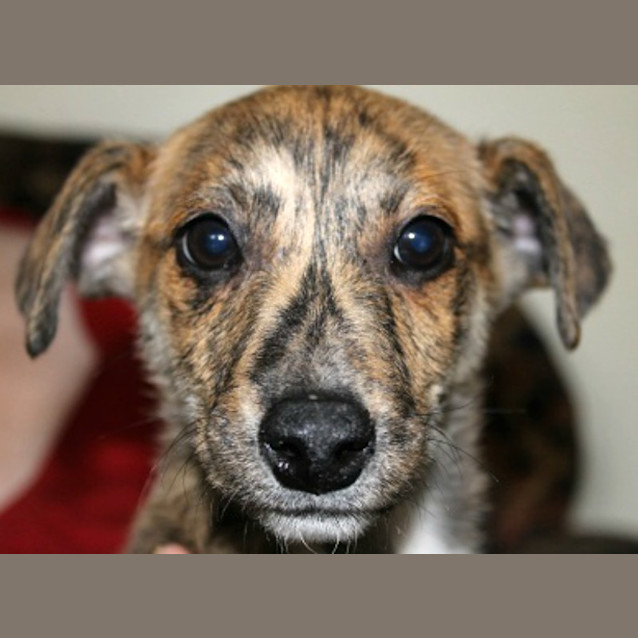 Photo of Diego   On Trial In His New Home!