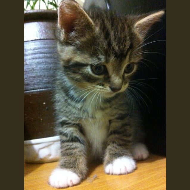 Photo of Tarshie