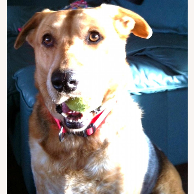 Photo of Dolly