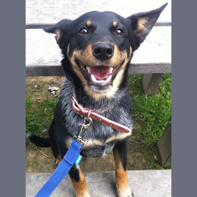 Photo of Penny   Australian Shepherd 