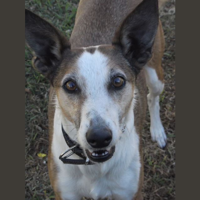 Photo of Elvis And Matilda *On Trial In His New Home*