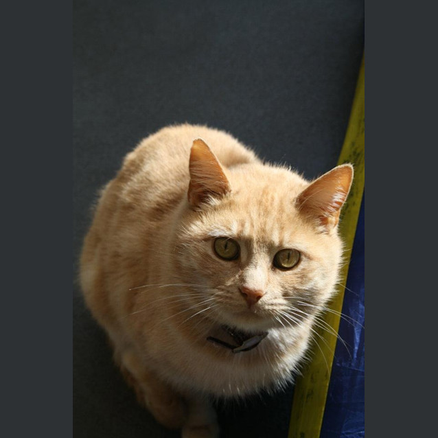 Photo of Honey