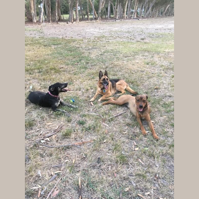 Photo of Dax .. Dog And Child Friendly