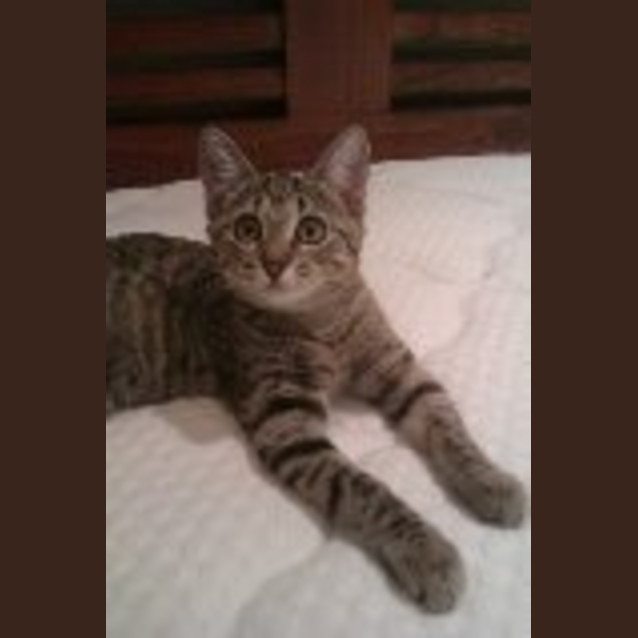 Photo of Miskers