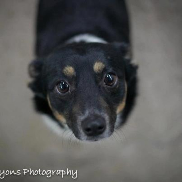 Photo of Sugar** On Hold For Adoption Pending**