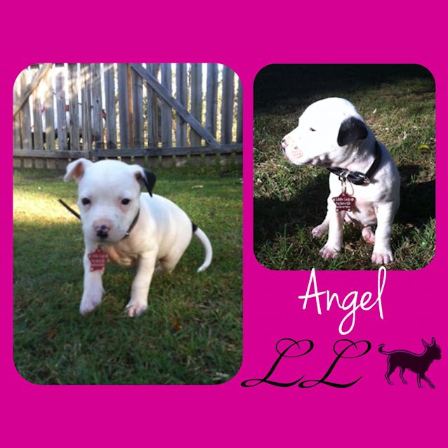 Photo of Angel**Ready In 2 Wks!**