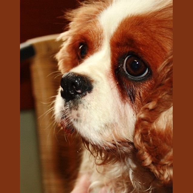 Photo of Toska