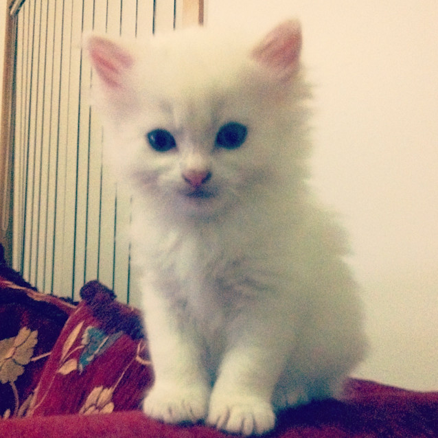 Photo of Leo   On Trial In His New Home!