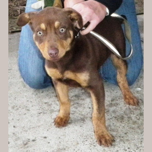 Photo of Maya **Adoption In Progress**