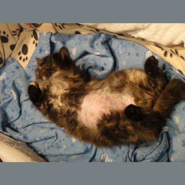 Photo of Ruby