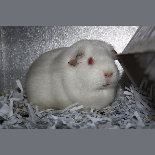 Photo of Marshmallow