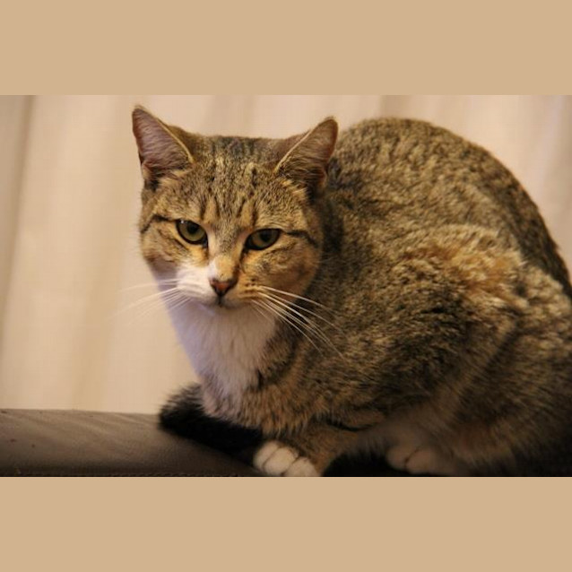 Photo of Misty