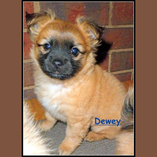 Photo of Dewey*No More Inquiries Please :)*