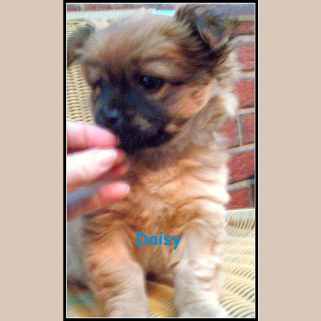 Photo of Daisy*No More Inquiries At This Time Please:)*