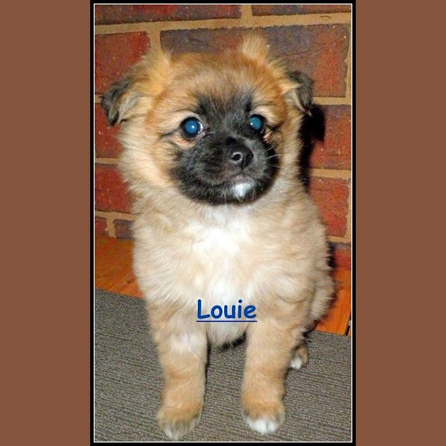 Photo of Louie*No More Inquiries Please :)*