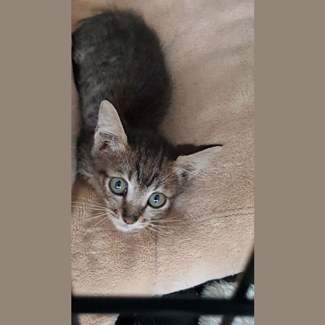 Photo of Tyson