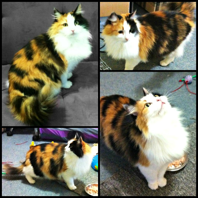 Photo of Crysta   On Trial In Her New Home!