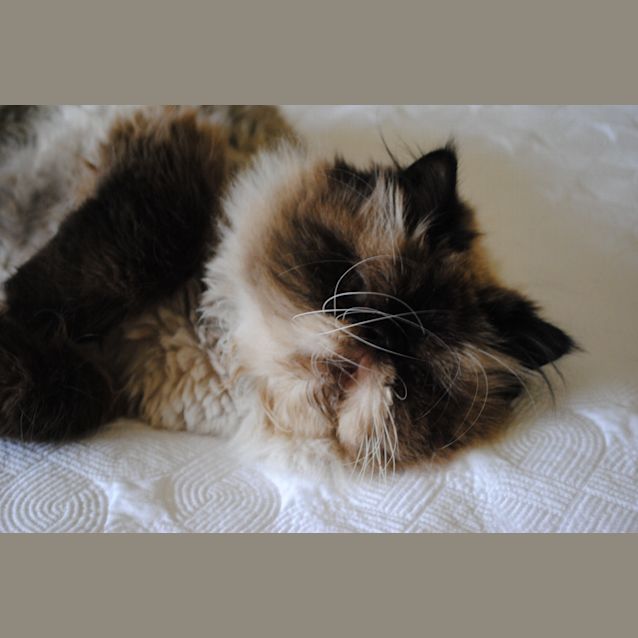 Photo of Huxley * Adoption Pending*