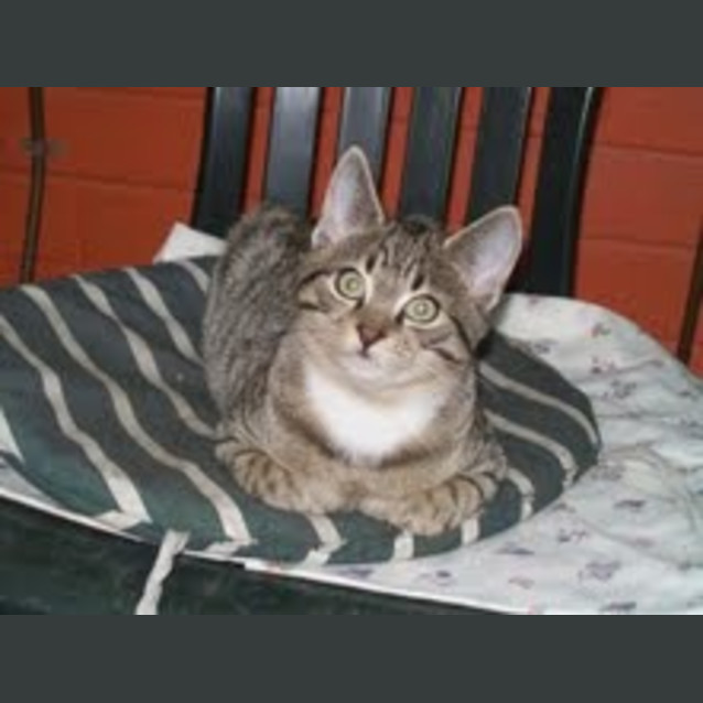 Photo of Rascal