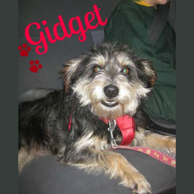 Photo of Gidget (On Trial)