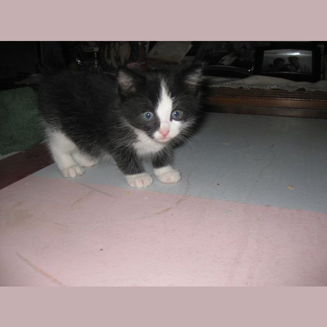 Photo of Felix