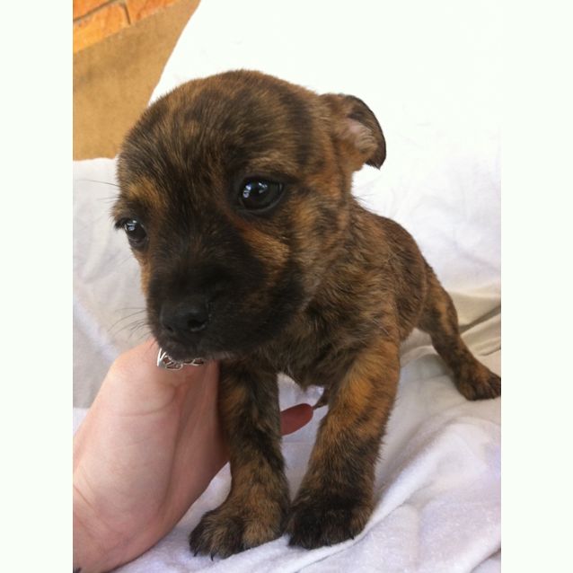 Photo of Toby