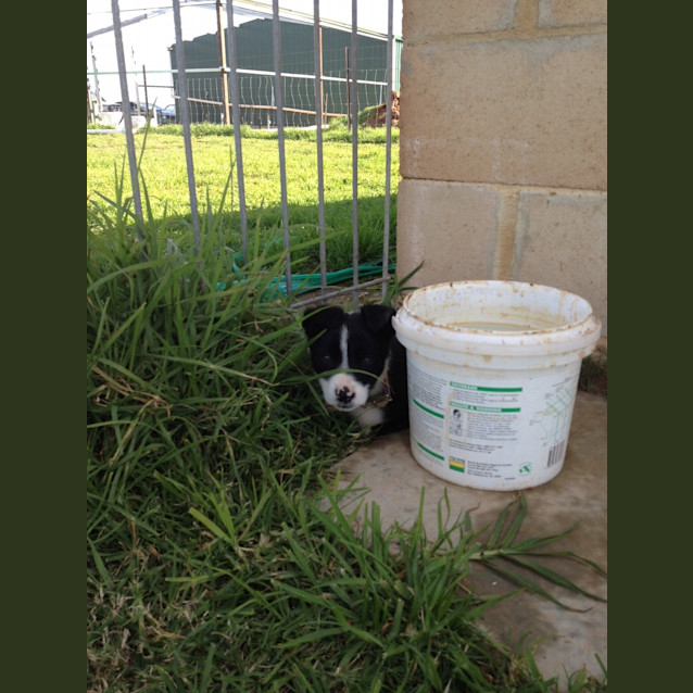 Photo of Av522 Border Collie Pup *On Trial*