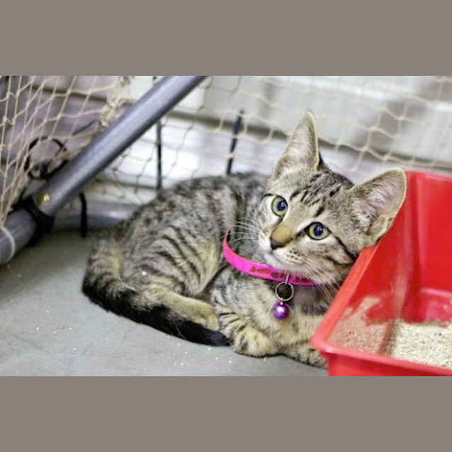 Photo of Shiloh