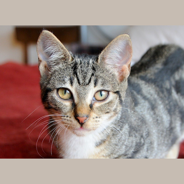Photo of Mary 😸 Smiling Maneki Neko Kitten