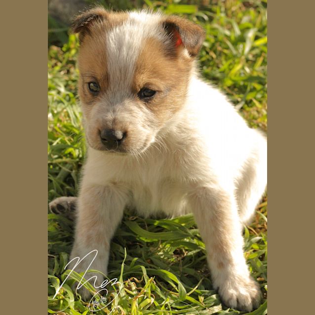 Photo of Pups   Stumpy Tail Heelers 5 M, 1 F Left.....