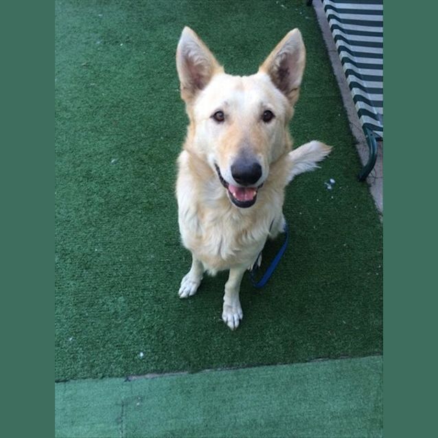Photo of Simba