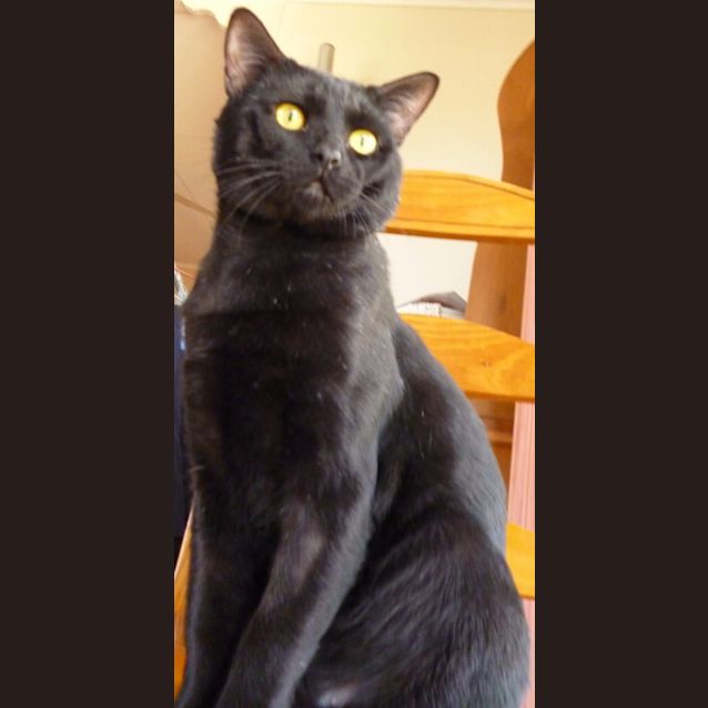 Photo of Bear