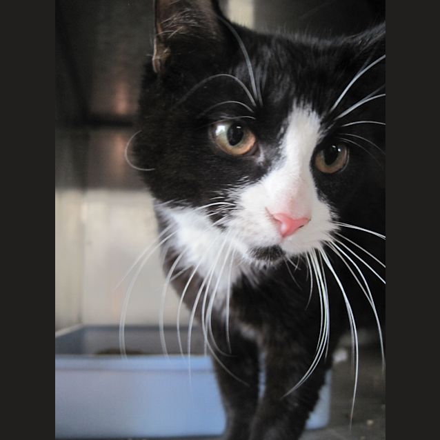 Photo of Black & White Female Kitten