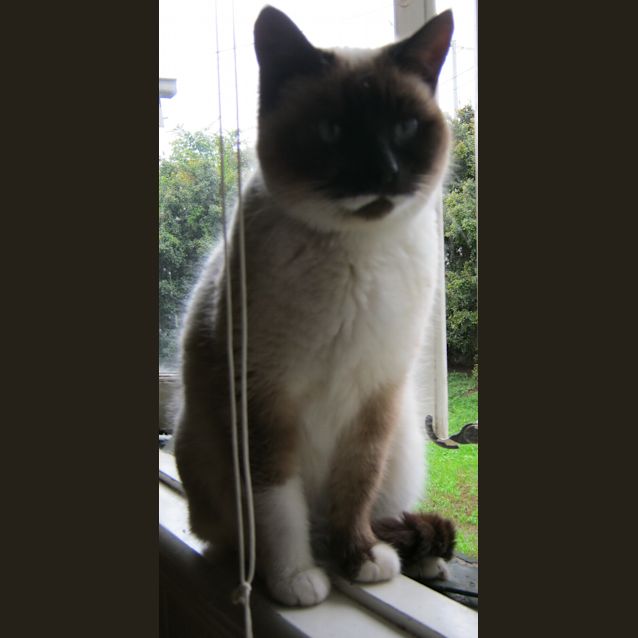 Photo of Misty Moo