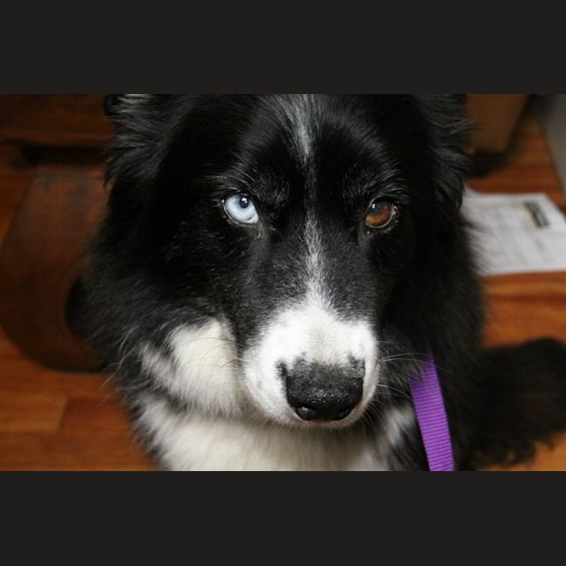 Photo of Cara (On Trial In My New Home)